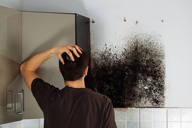 Best Commercial Mold Removal  in Thornport, OH