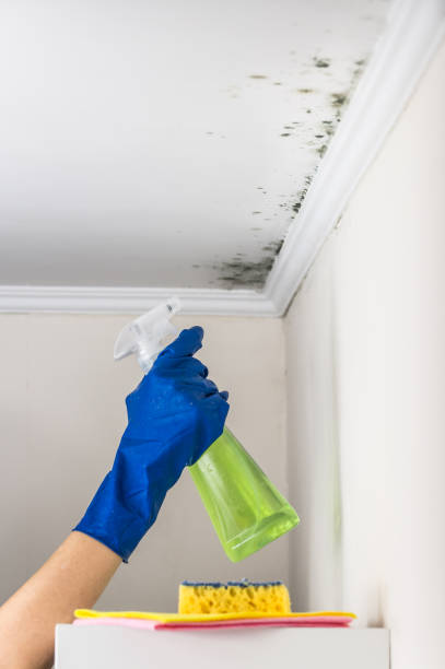 Best Mold Remediation  in Thornport, OH