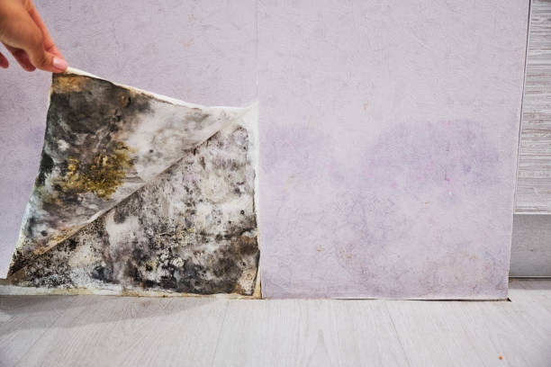 Office Mold Removal Services in Thornport, OH